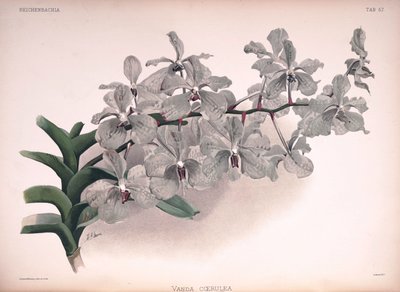 Vanda coerulea by London H. Sotheran and Co.
